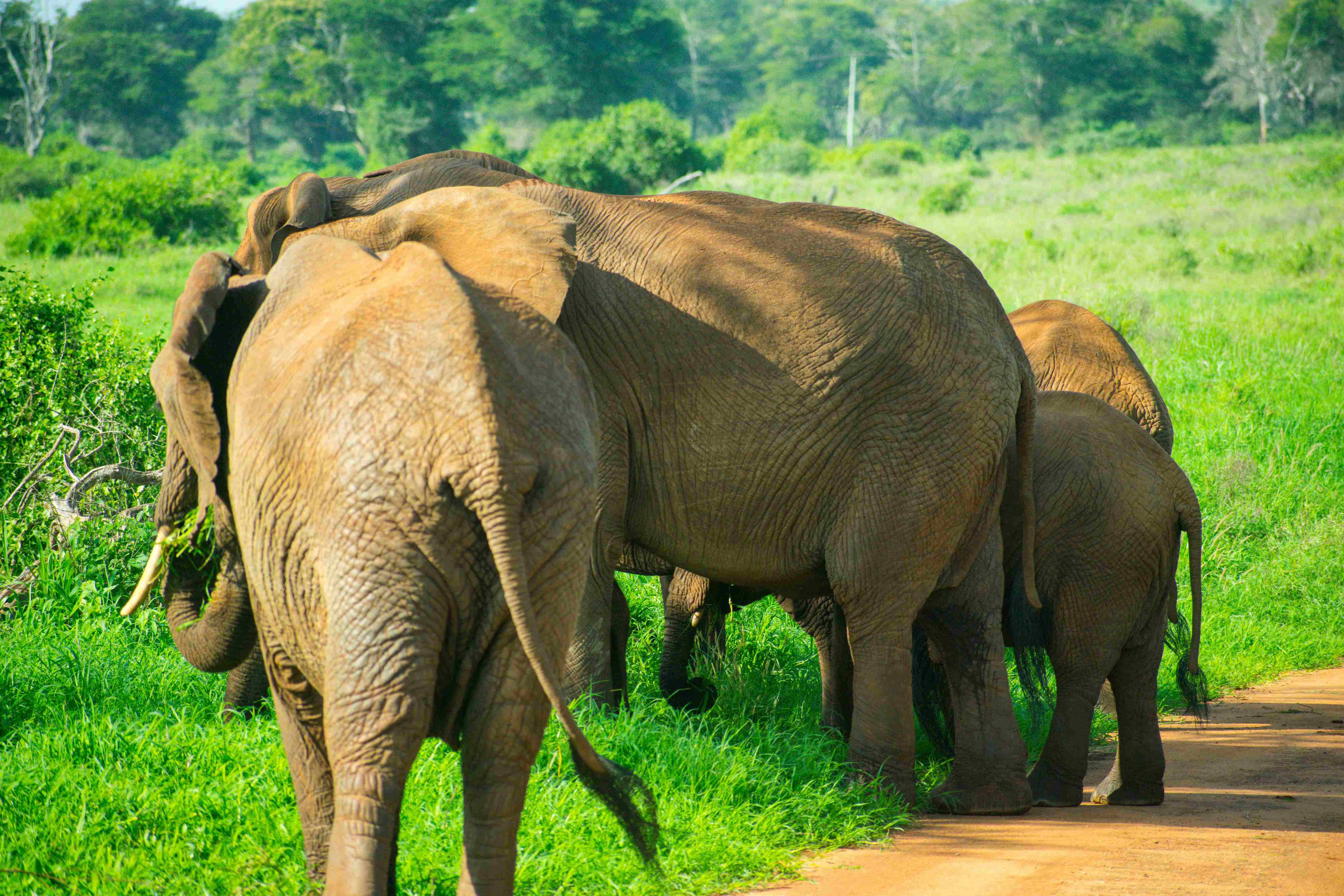 Safari Excursion